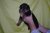 Puppies J